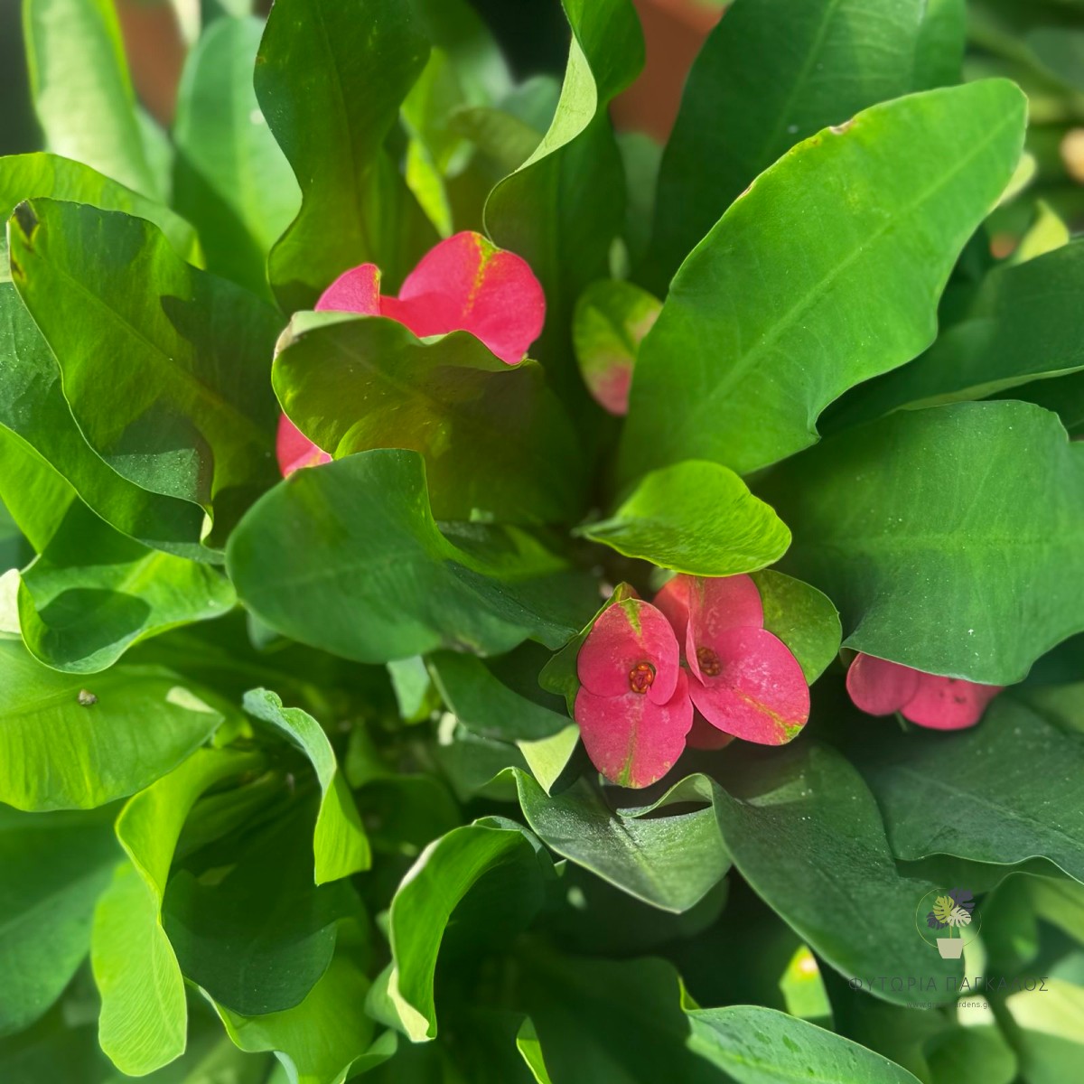 Αγκάθι του Χριστού (Euphorbia milii) | Ανθοφόρο Παχύφυτο - 2 lt